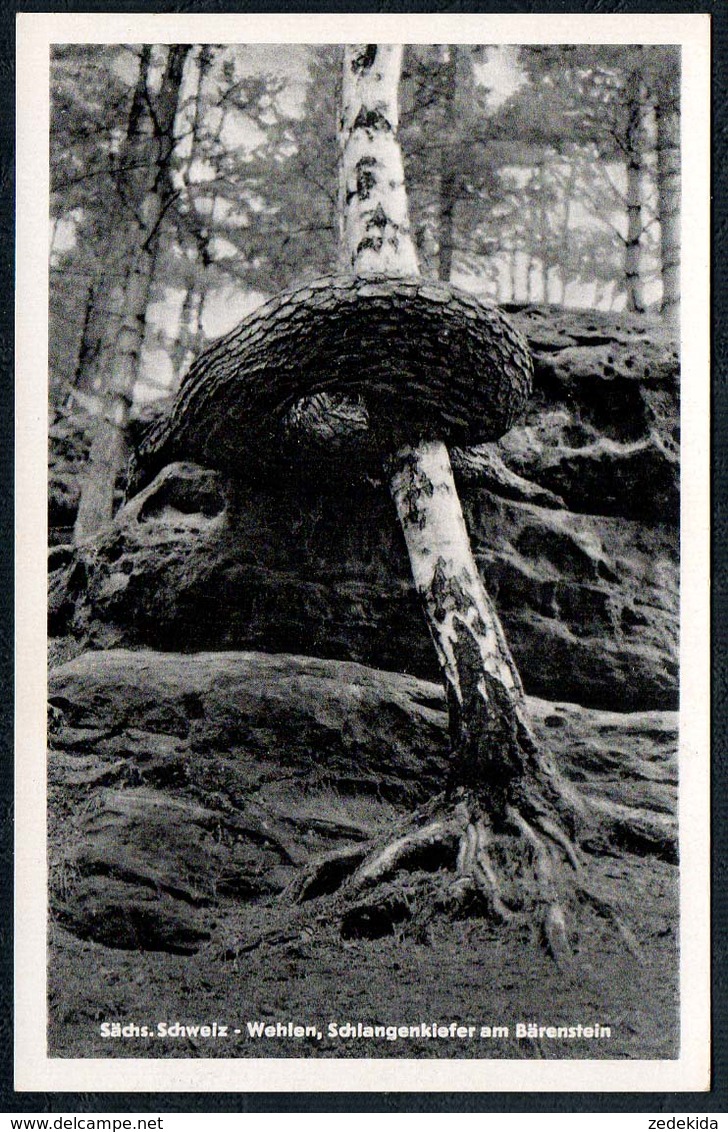 9927 - Baum - Motivkarte - Sächsische Schweiz Wehlen Schlangenkiefer Am Bärenstein - Albert Krebs - Wehlen