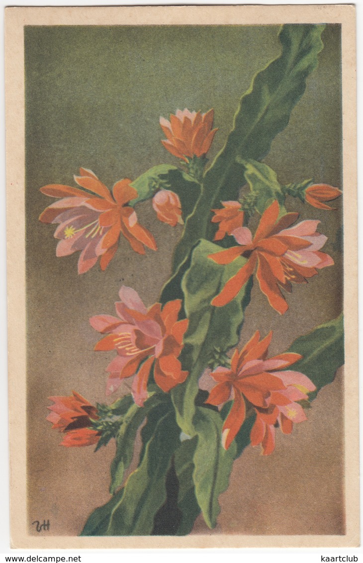 PHYLLOCACTUS - Bladkaktus - 1948 - Danmark - Blumen