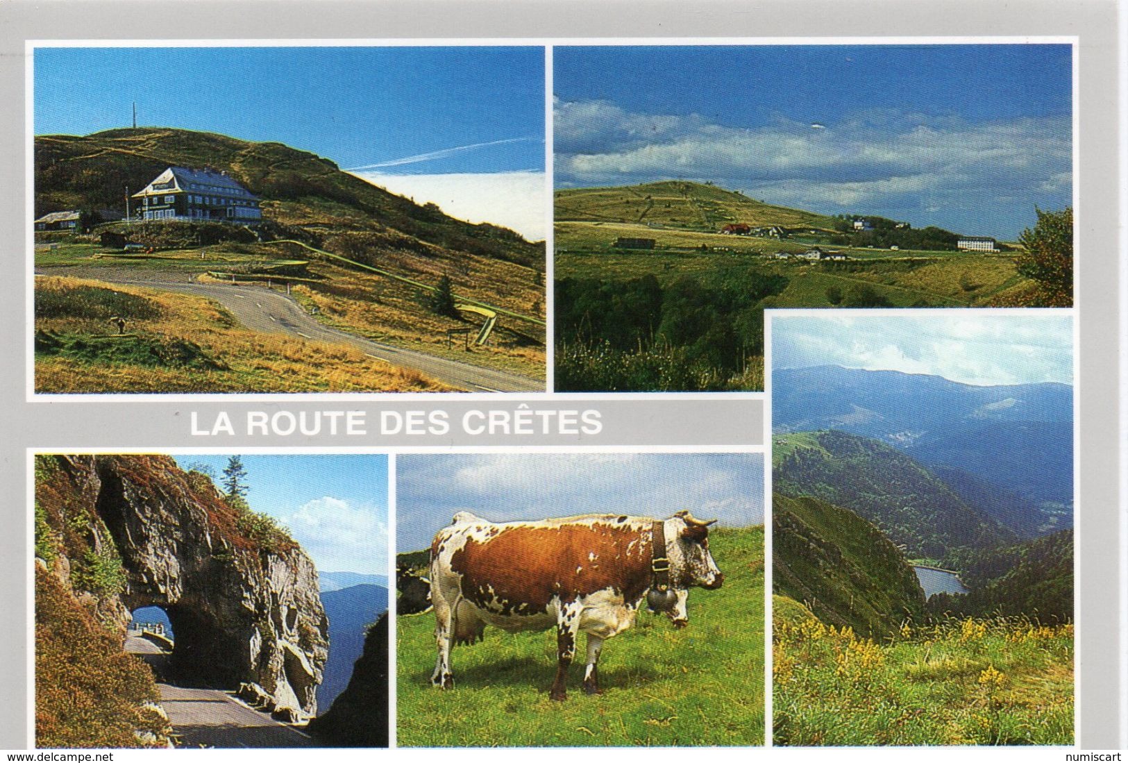 Vaches Animaux Vache Boeufs Veau Paturages Ferme Le Markstein Le Grand Ballon Le Col De La Schlucht Le Hohneck - Vaches