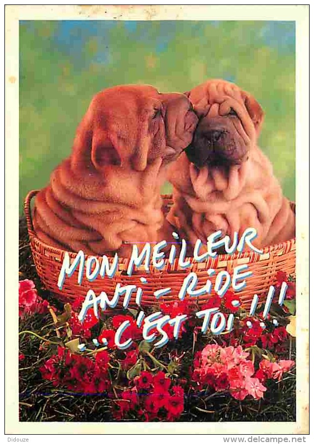 Animaux - Chiens - Sharpei - Voir Scans Recto-Verso - Chiens