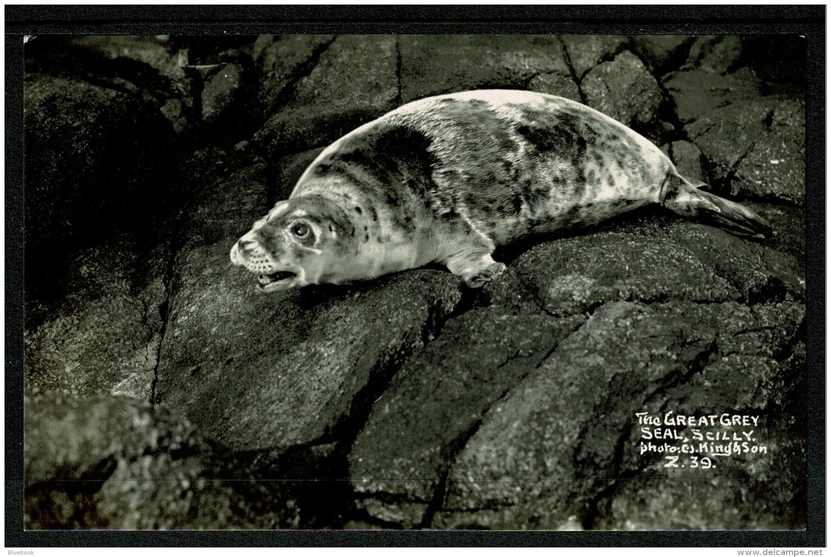 RB 1191 - Real Photo Postcard - The Great Grey Seal - Isles Of Scilly - Animal Theme - Scilly Isles
