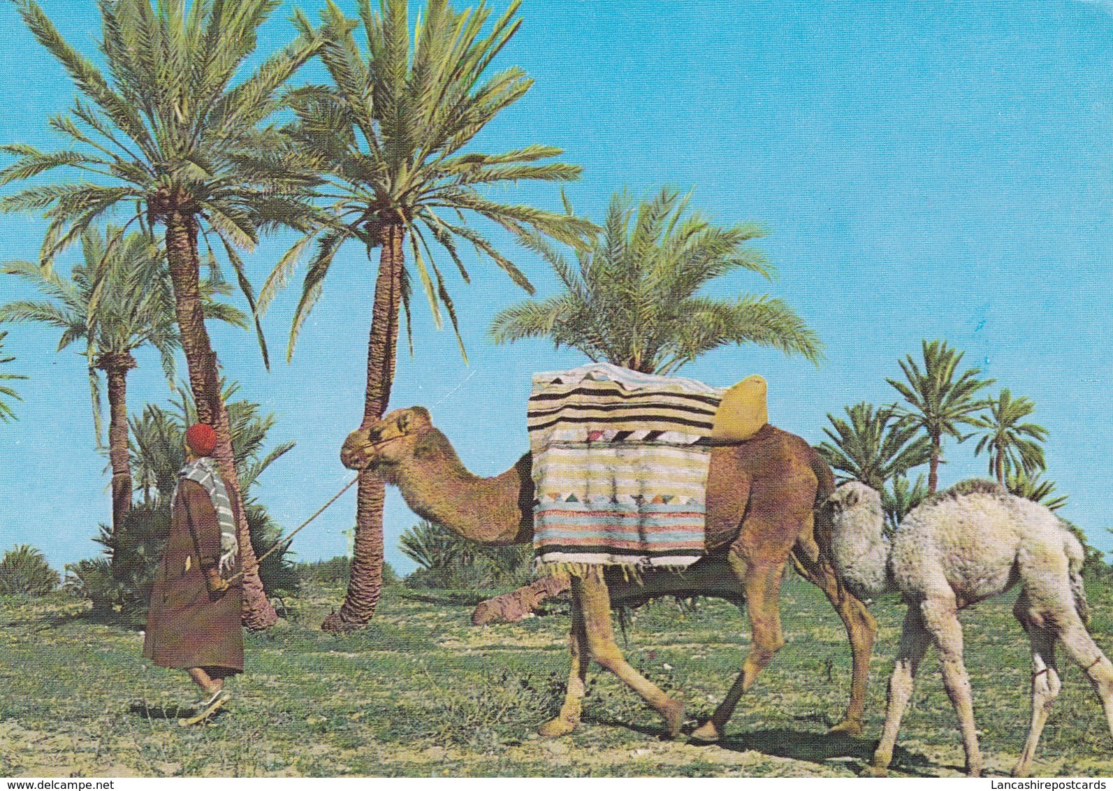 Postcard Tunisie Tunisia Skanes Monastir [ Camels ] My Ref B22303 - Tunisia