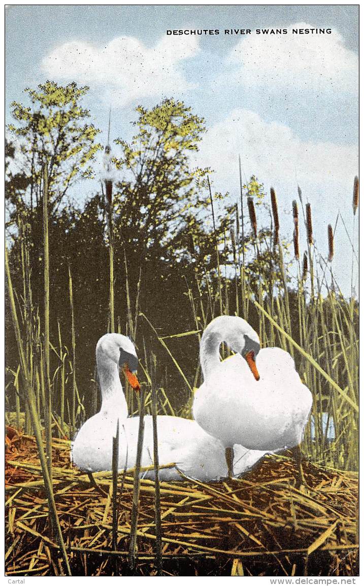 OREGON - Deschutes River Swans Nesting - Autres & Non Classés