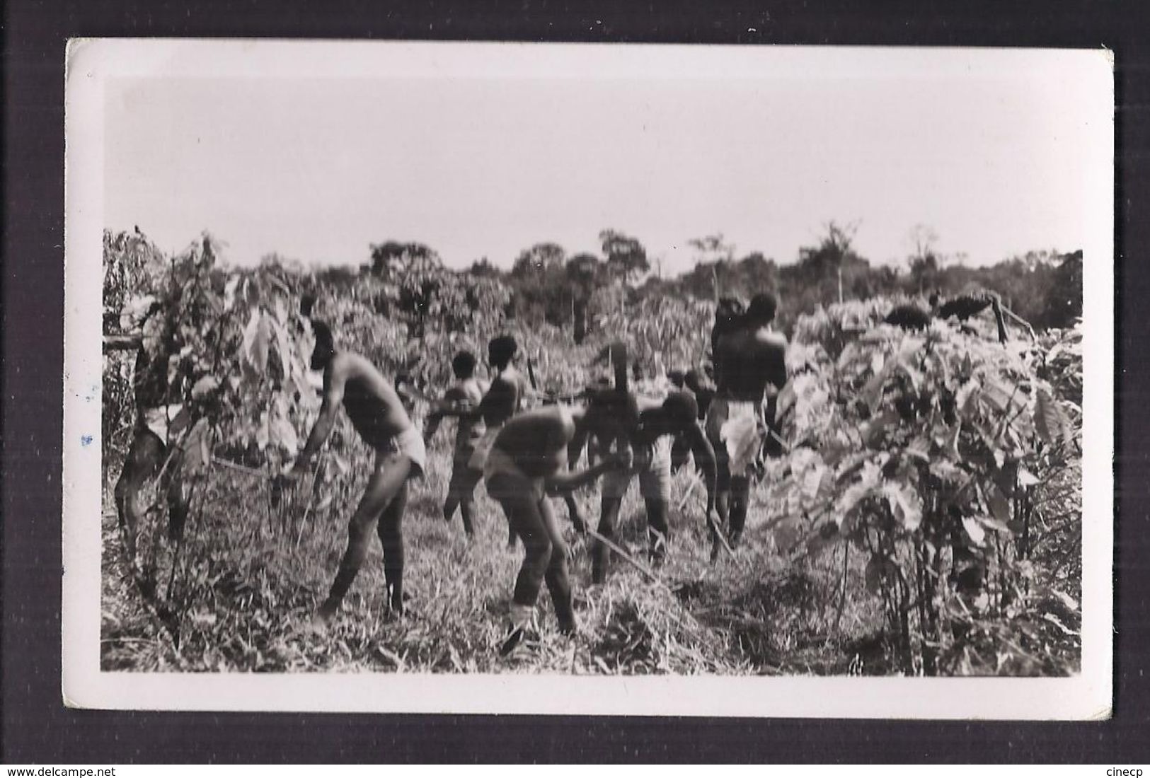 CPSM COTE D'IVOIRE - DIVO - Débroussage Dans Une Plantation De Café - TB PLAN ANIMATION Agriculture - Ivory Coast