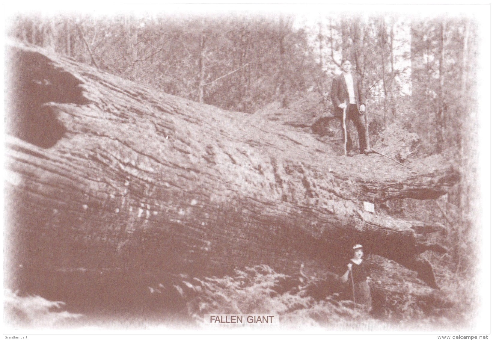 Australia - Fallen Giant, Sherbrooke Forest, Dandenongs, VIC REPRODUCTION Unused - Other & Unclassified