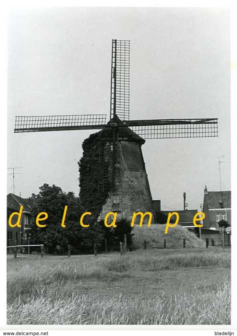 HAMME (O.Vl.) - Molen/moulin - Echte Foto 13x18 Cm Van 'De Grote Napoleon' In 1973 (in Verval, Vóór De Restauratie) - Places