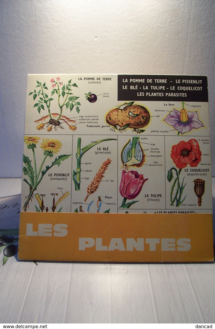 ECOLE - SCIENCES  - DEPLIANT SUR LES PLANTES - Other & Unclassified