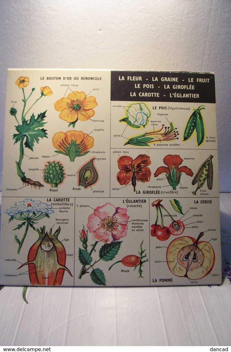 ECOLE - SCIENCES  - DEPLIANT SUR LES PLANTES - Autres & Non Classés