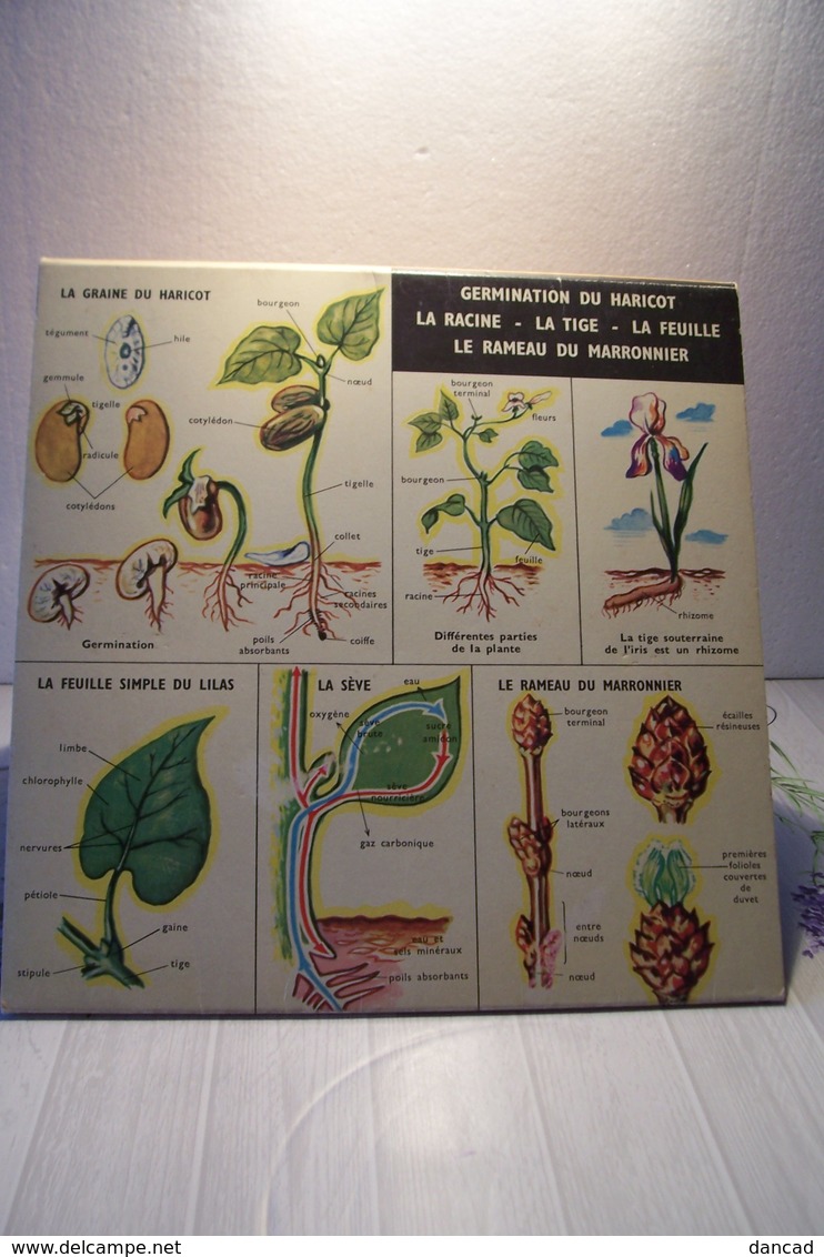 ECOLE - SCIENCES  - DEPLIANT SUR LES PLANTES - Other & Unclassified