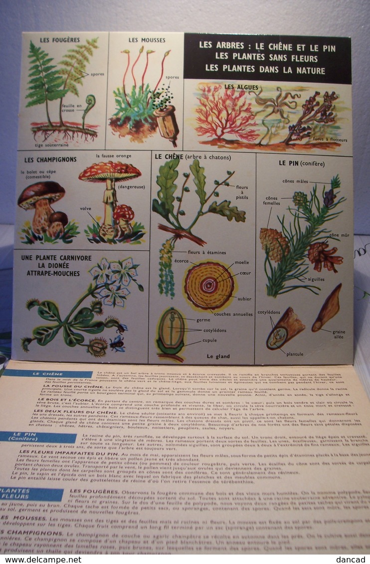 ECOLE - SCIENCES  - DEPLIANT SUR LES PLANTES - Autres & Non Classés