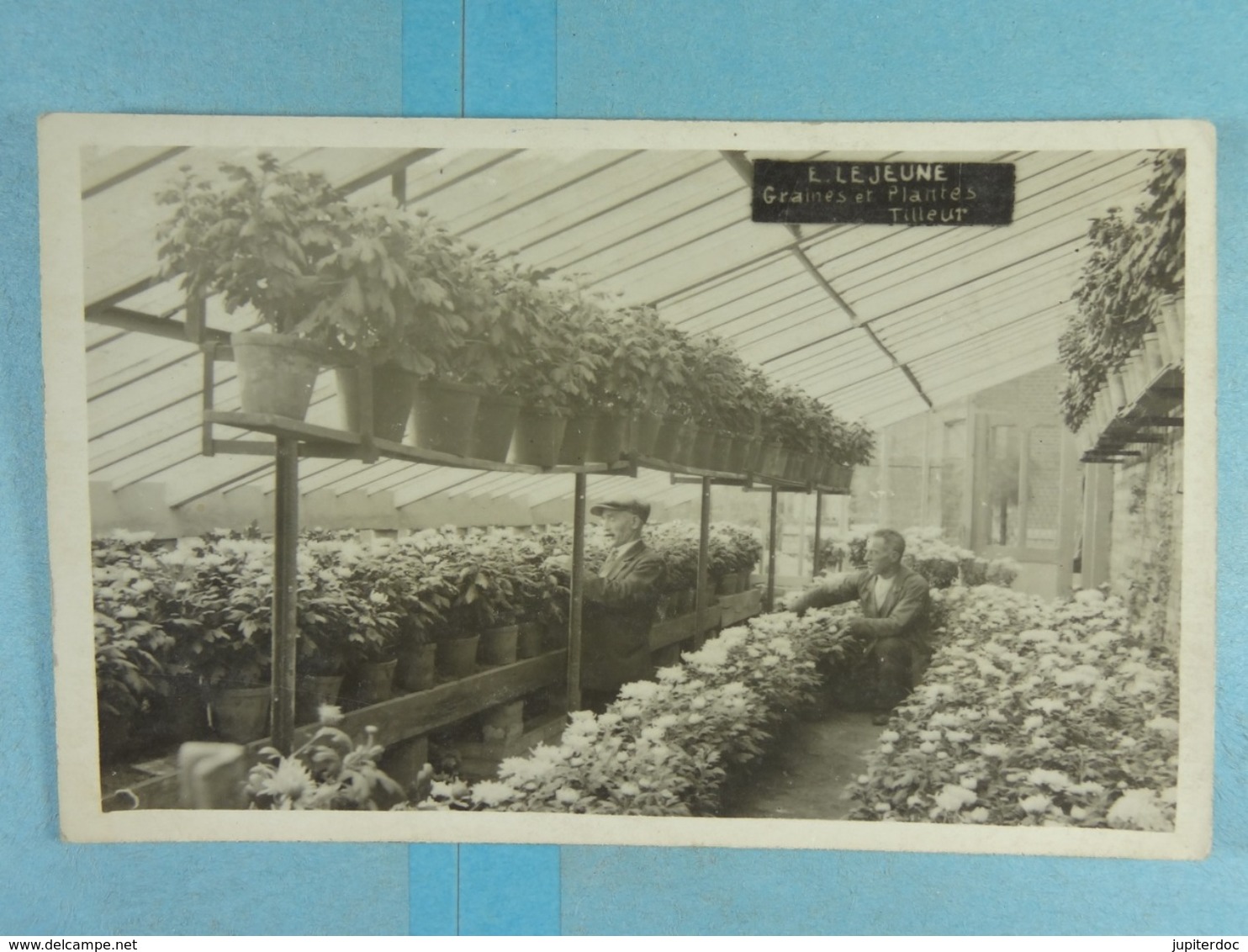 Carte Photo Tilleur Graines Et Plantes Lejeune 1924 - Saint-Nicolas