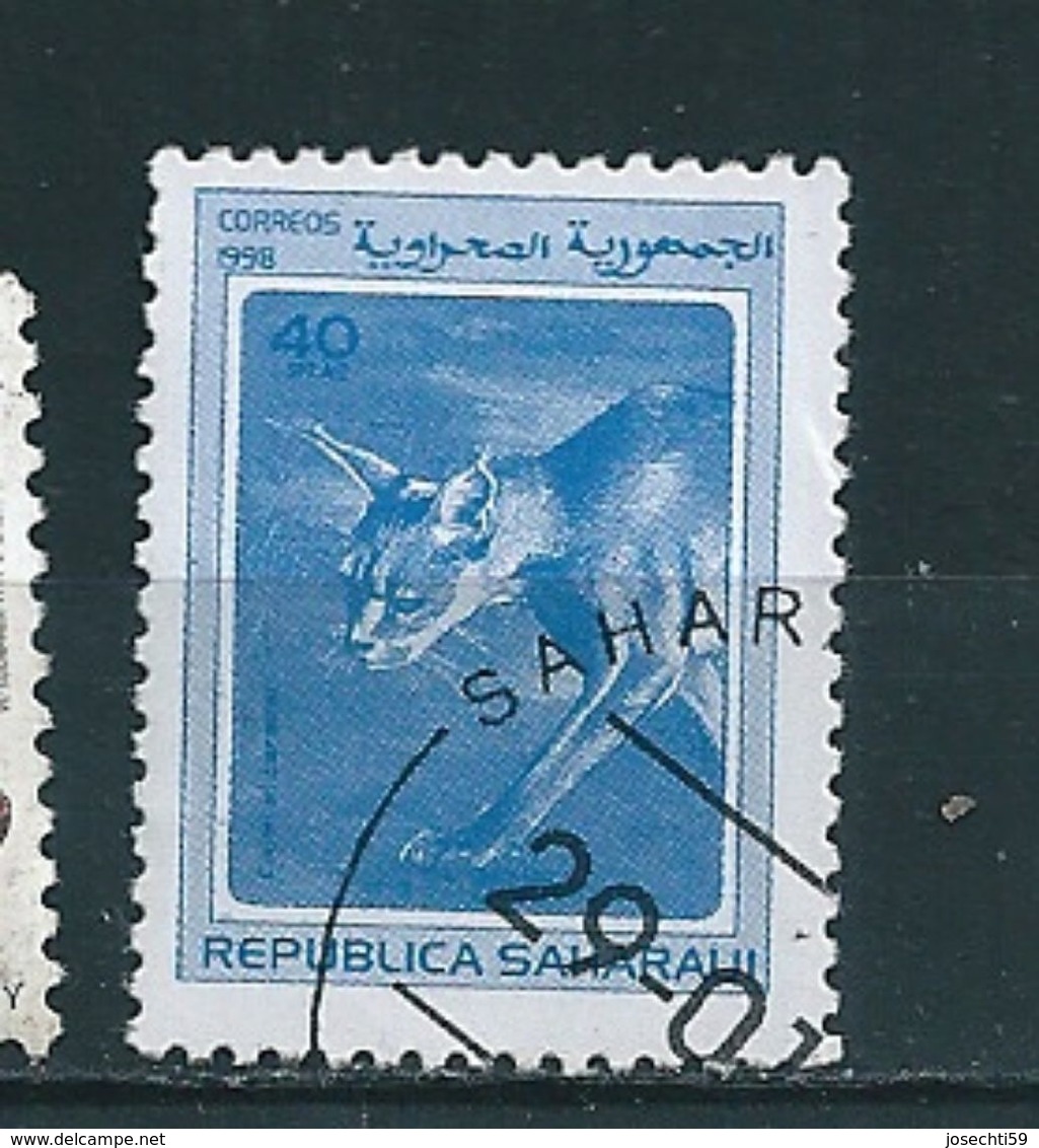 N° 1998D Caracal Caracal TIMBRE AFRIQUE Sahara Occidental (1998) Oblitéré - Autres - Afrique