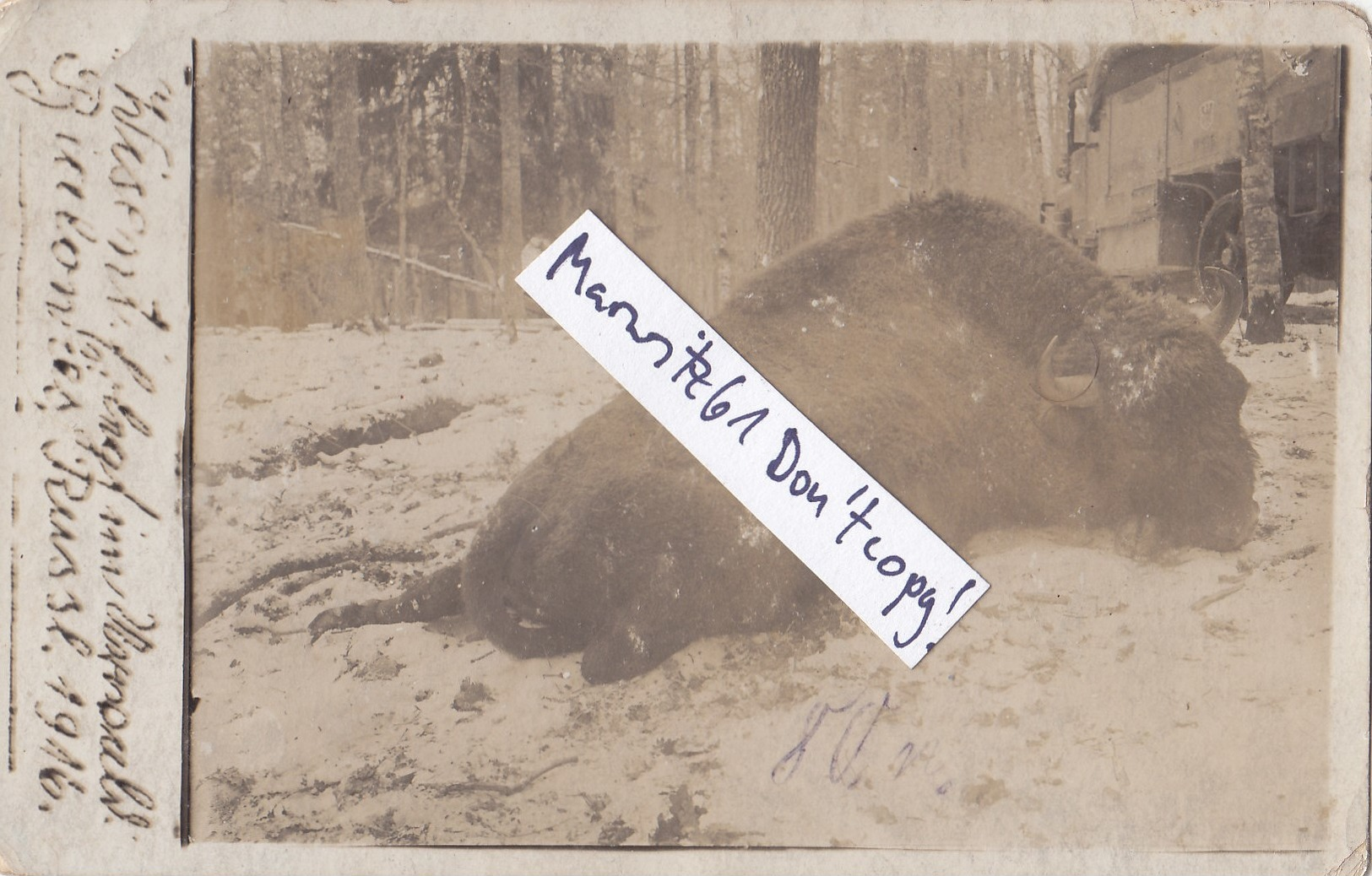Foto Bialowies Polen Russland 1916 Totes Wisent Bison Nationalpark Urwald Deutsche Soldaten 1.Weltkrieg - War, Military