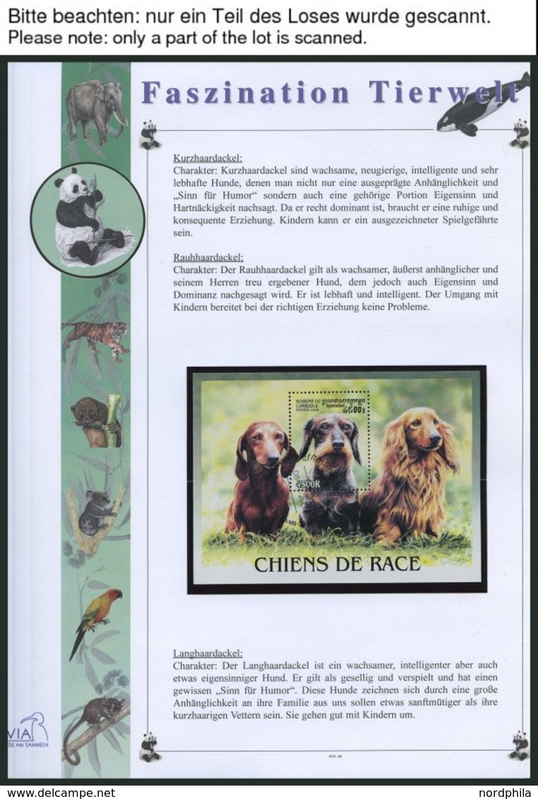 SONSTIGE MOTIVE O, Ca. 1992-96, Faszination Tierwelt, Motiv-Sammlung Im Spezial Falzlosalbum, Pracht - Unclassified