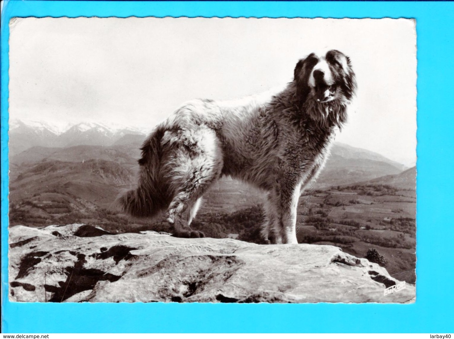 Cp Cartes Postales - Chien Des Pyrenees - Chiens