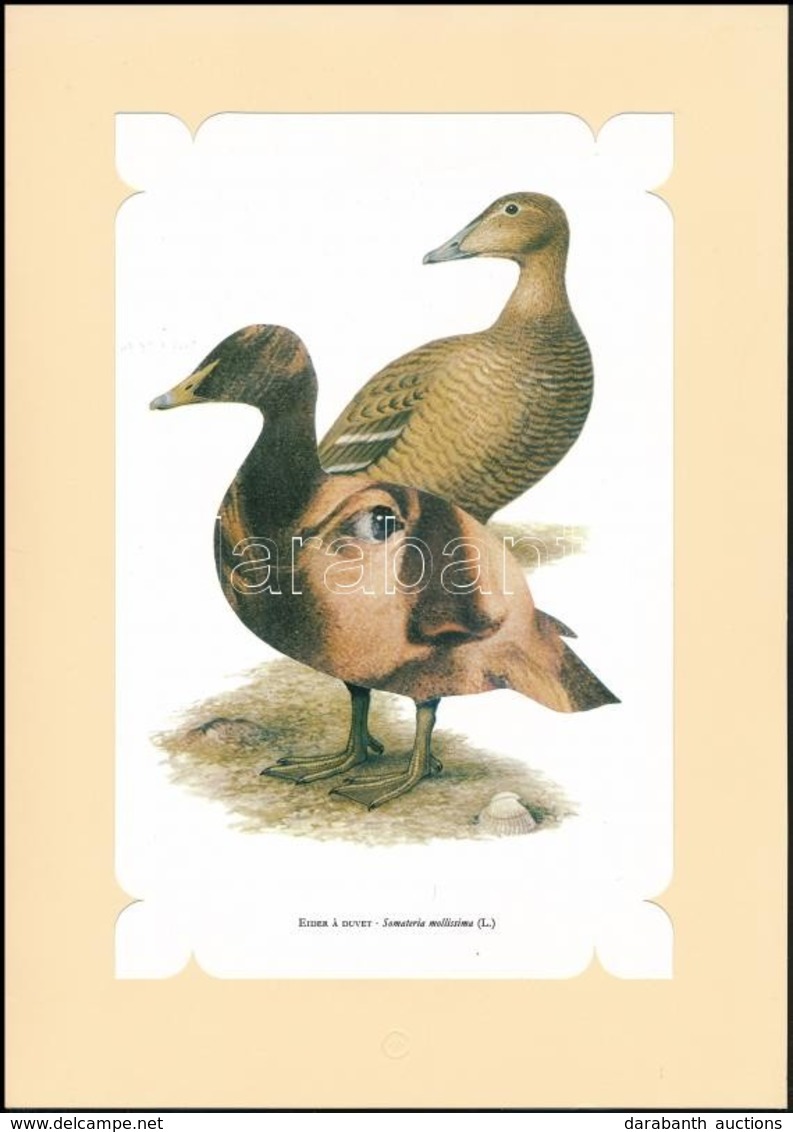 Eider Á Duvet: Somateria Mollissima (L.), Színes Reprodukció Paszpartuban, 23x16cm - Unclassified