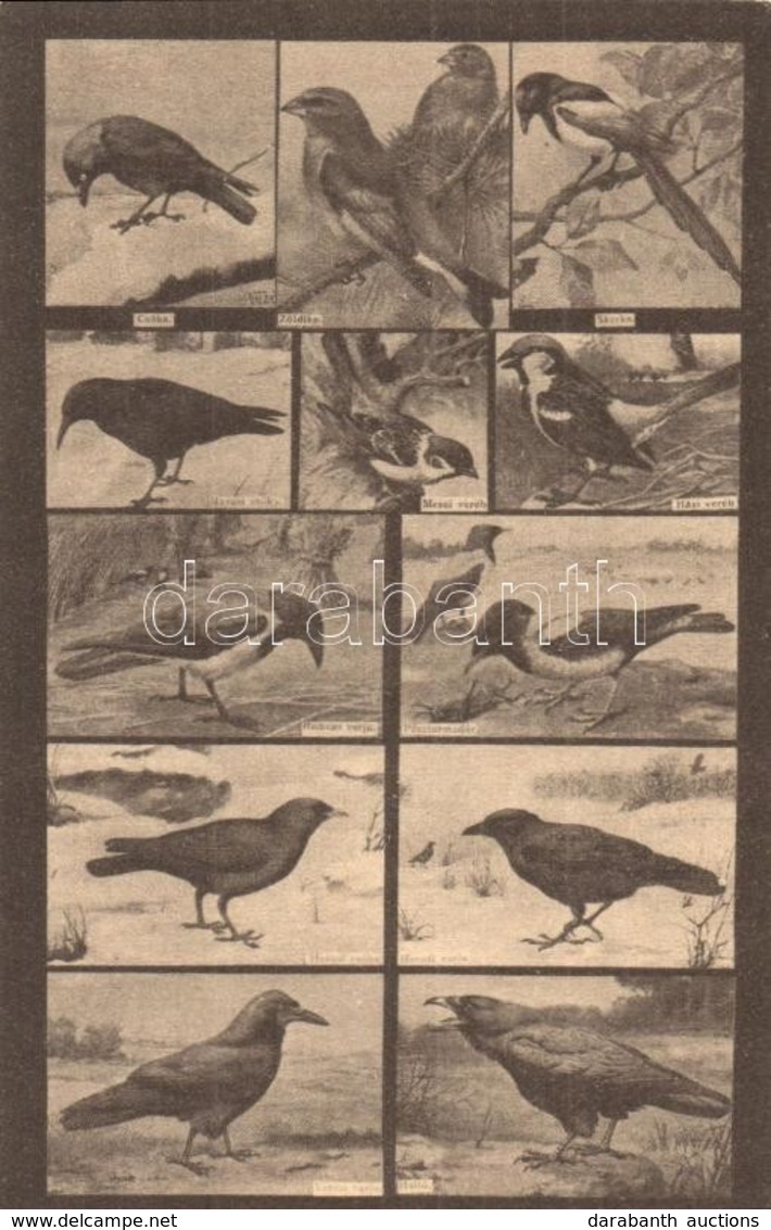 ** T2 Varjúfélék. A Magyar Földrajzi Intézet Színes Madár Levelezőlapjai / Corvidae. Hungarian Birds Series - Unclassified
