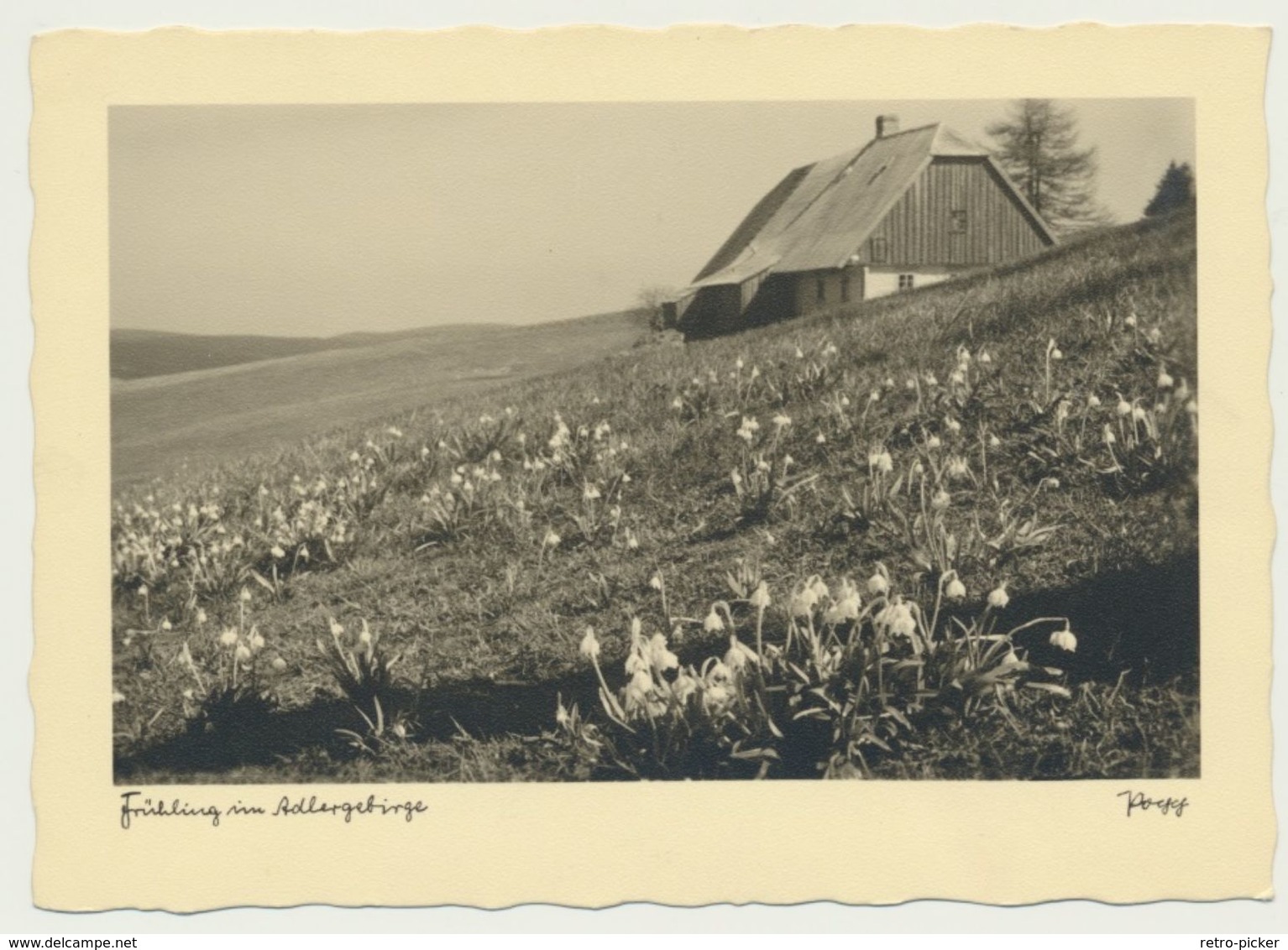 AK  Frühling Im Adlergebirge Popp - Tchéquie