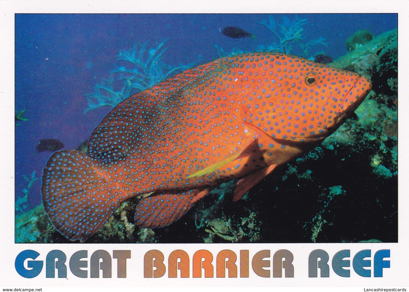 Postcard Great Barrier Reef Coral Cod [ By Peer ] PU 1997 My Ref  B22324 - Great Barrier Reef