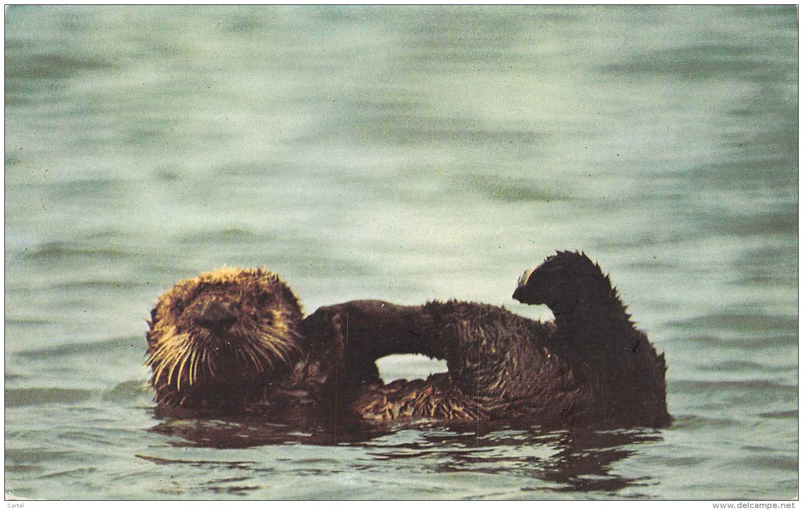 Sea Otter - Autres & Non Classés