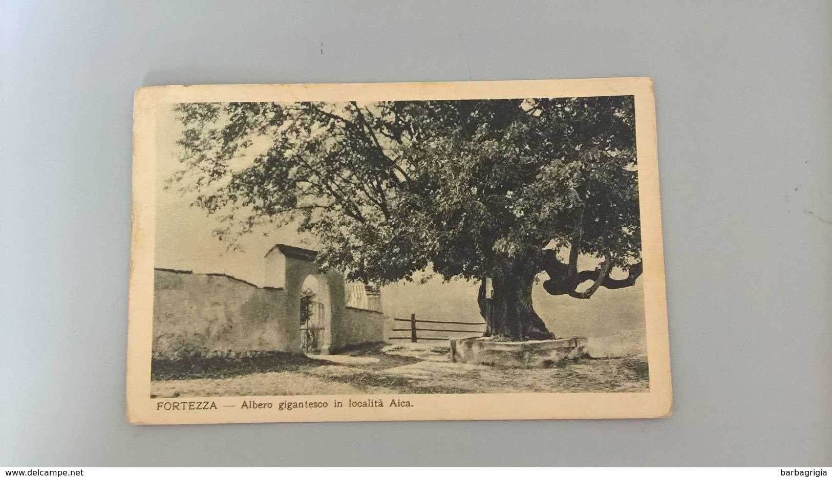 CARTOLINA FORTEZZA - ALBERO GIGANTESCO IN LOCALITA' AICA - Bolzano (Bozen)