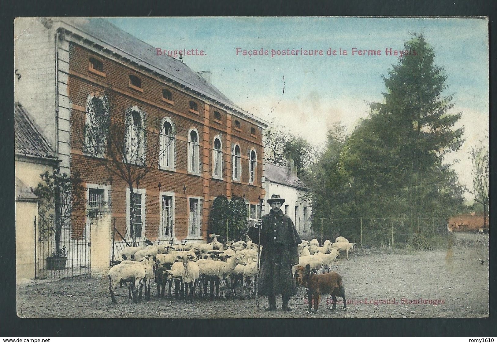 Brugelette. Façade Postéieure De La Ferme Hayois. Berger Et Ses Moutons.Couleur.  1909. 2 Scans. - Brugelette