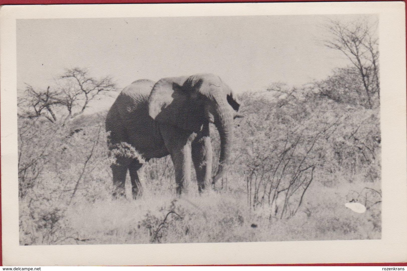 Old Photo Card German Studio Nink Windhoek Windhuk Olifant Elephant Tsumeb Namibia Colonial Photography +/- 1935 - Documents Historiques