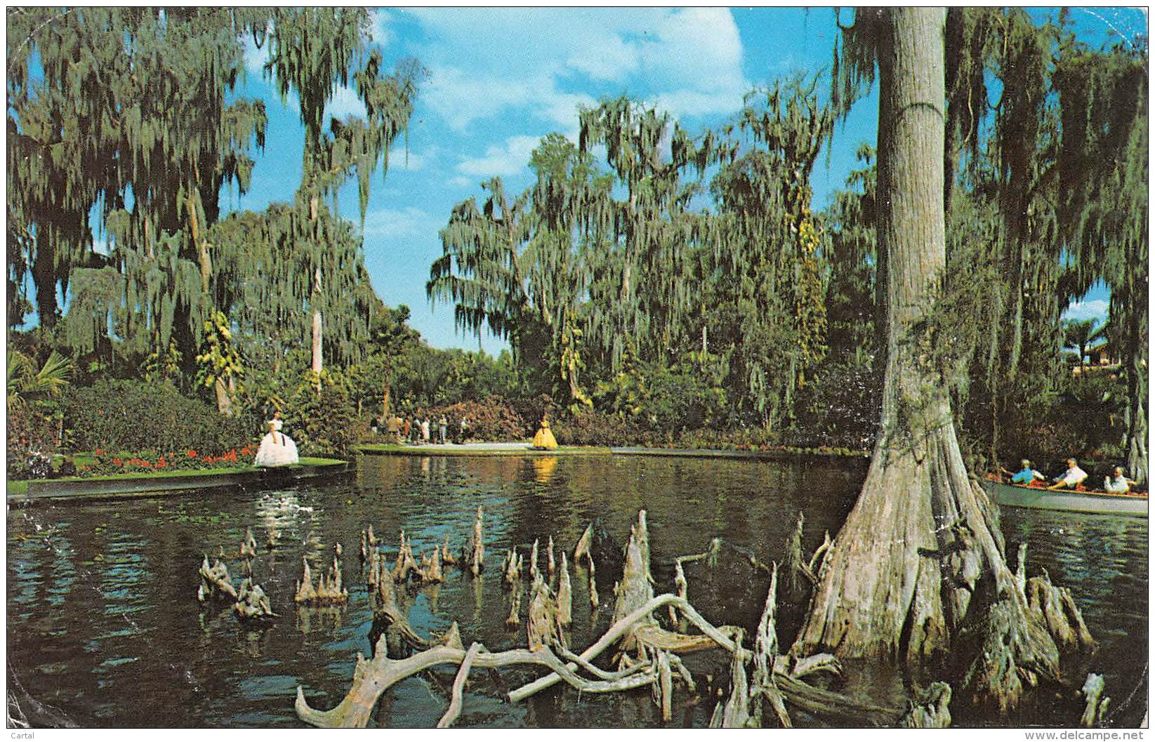 Rising Above The Waters Of Lake Eloise At Beautiful CYPRESS GARDENS - Autres & Non Classés