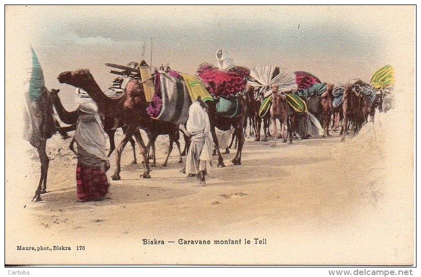 Algérie - BISKRA  Caravane Montant Le Teil - Biskra