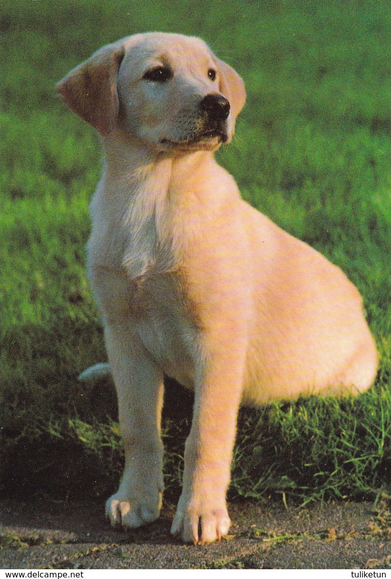 Labrador Retriever - Dog - Chien - Cane - Hund - Hond - Perro - Honden