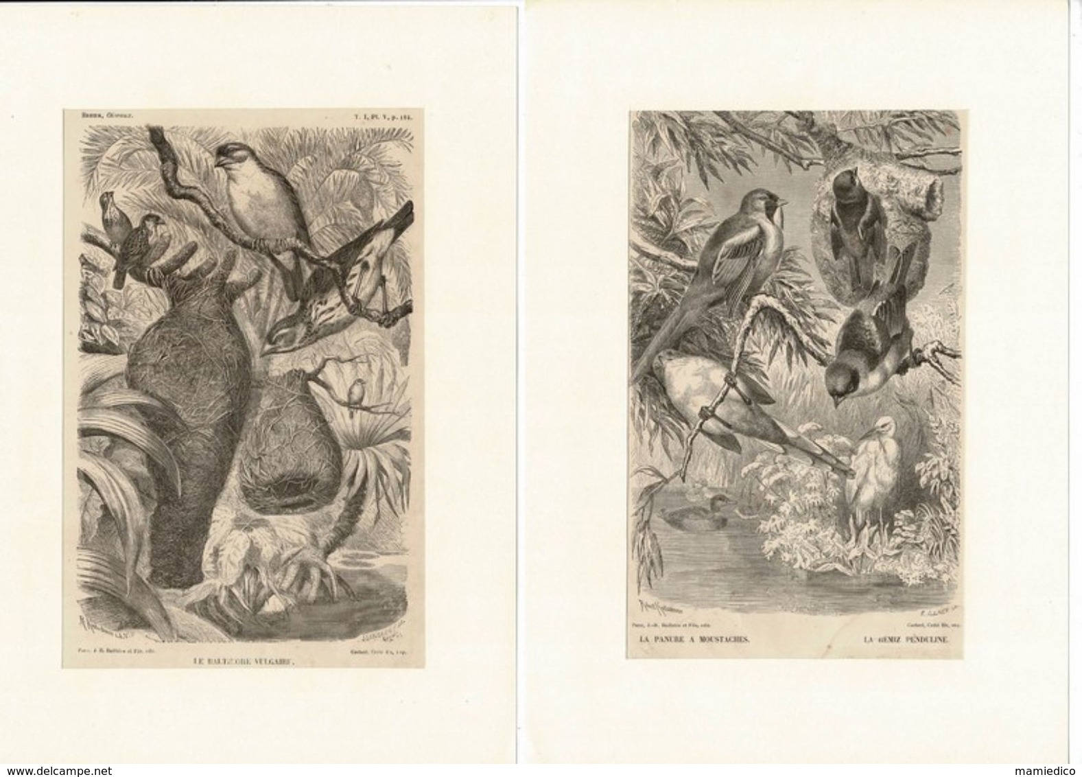12 Gravures Sur Bois Extraites De La Vie Des Animaux De A.E. BREHM 1878 Les OISEAUX. Format Du Support 21/29,7cm. Lot 1 - Prenten & Gravure
