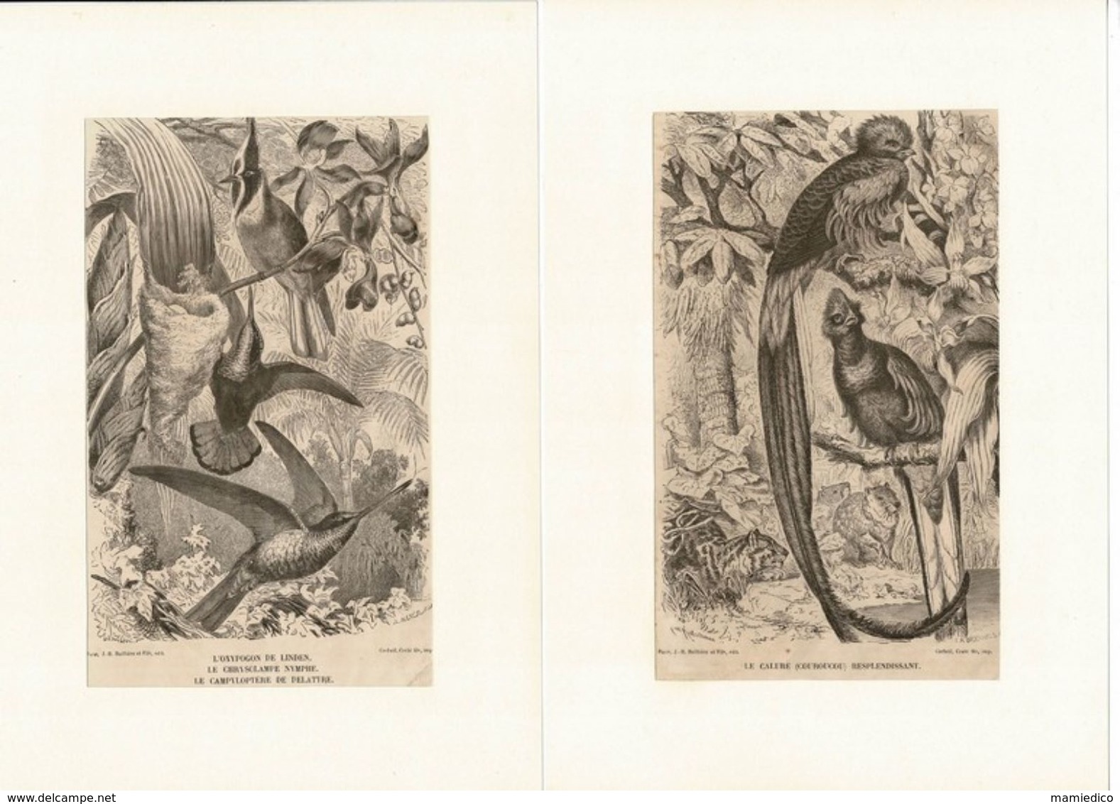 12 Gravures Sur Bois Extraites De La Vie Des Animaux De A.E. BREHM 1878 Les OISEAUX. Format Du Support 21/29,7cm. Lot 1 - Prenten & Gravure