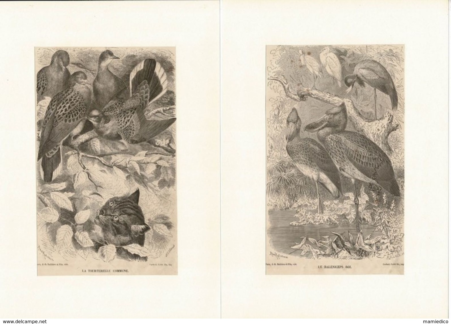 12 Gravures Sur Bois Extraites De La Vie Des Animaux De A.E. BREHM 1878 Les OISEAUX. Format Du Support 21/29,7cm. Lot 1 - Prints & Engravings