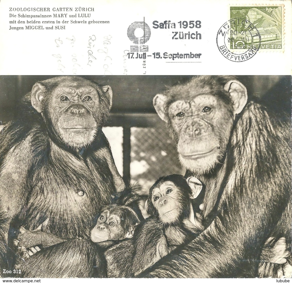Zoo Zürich - Schimpansen Mary Und Lulu            1958 - Zürich