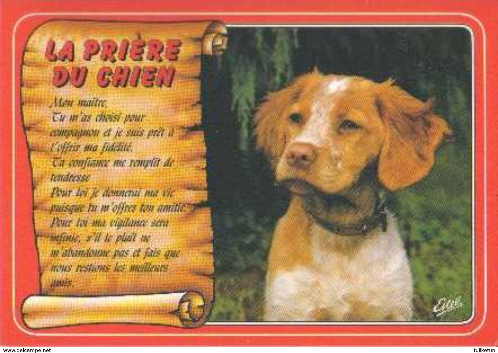 Epagneul Breton - Brittany Spaniel - Dog - Chien - Cane - Hund - Hond - Perro - Chiens
