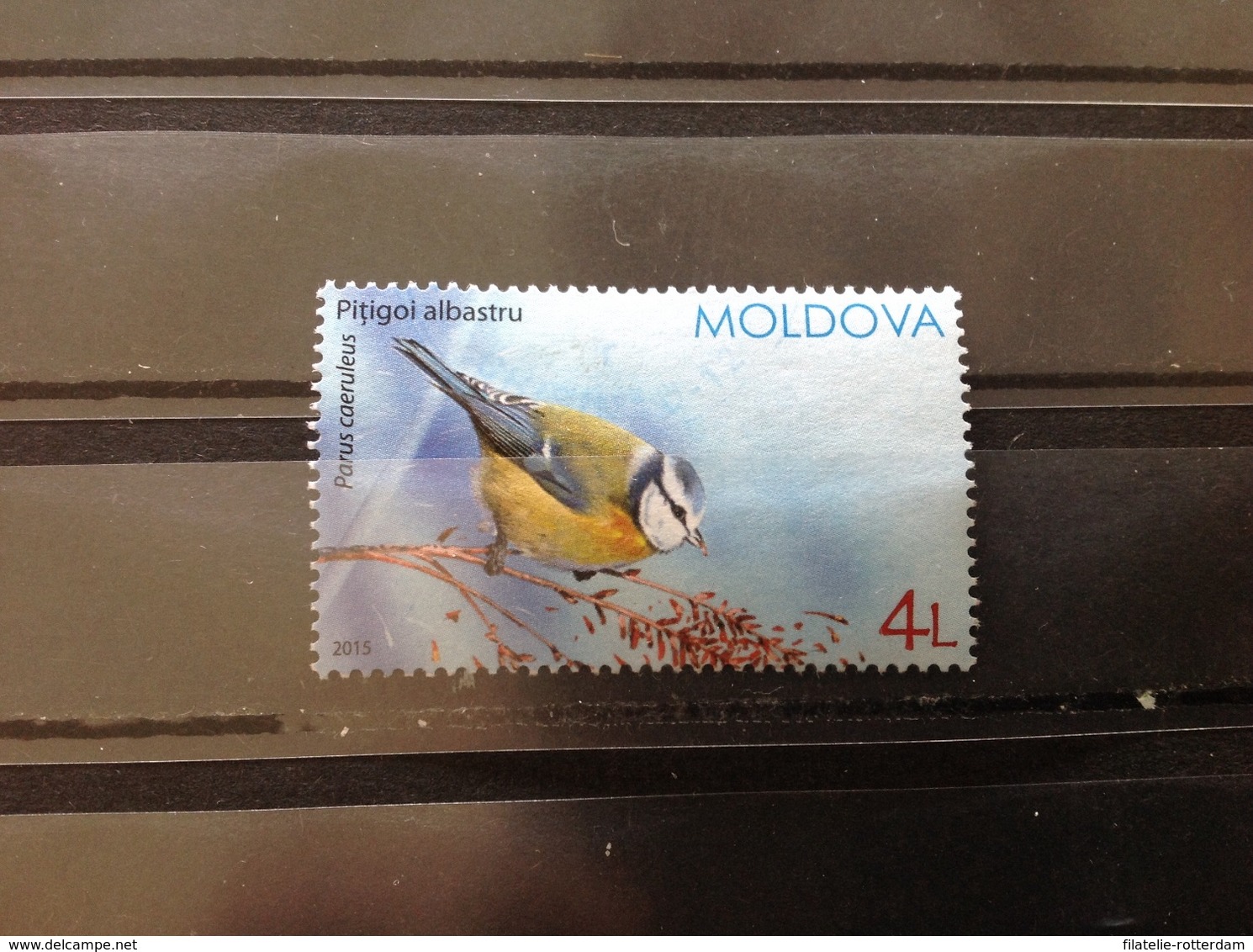 Moldavië / Moldova - Vogels (4) 2015 - Moldavië