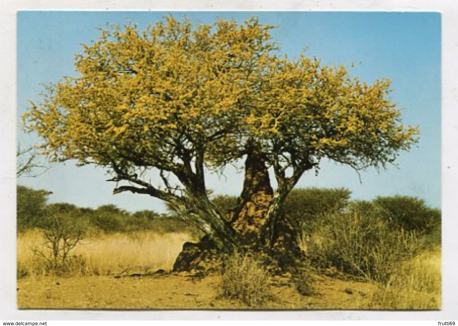 NAMIBIA - AK 316912 Blühender Busch Mit Termitenhügel - Namibia