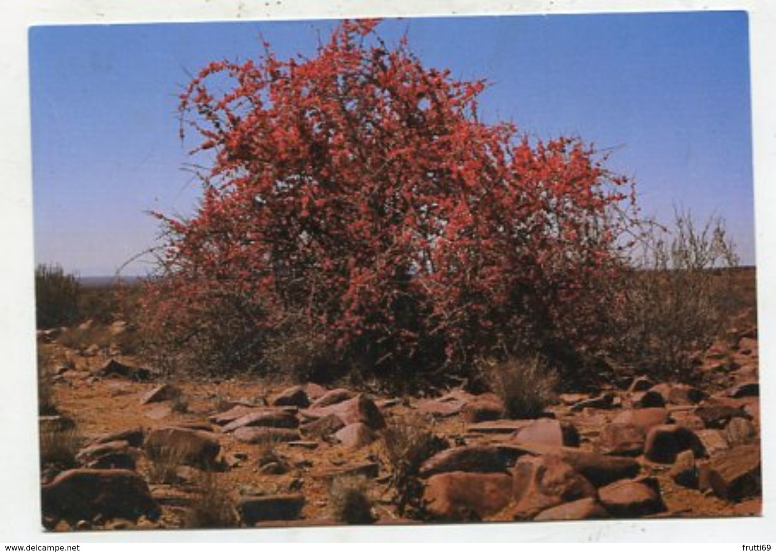 NAMIBIA - AK 316916 Blühender Flügelfruchtstrauch - Namibia