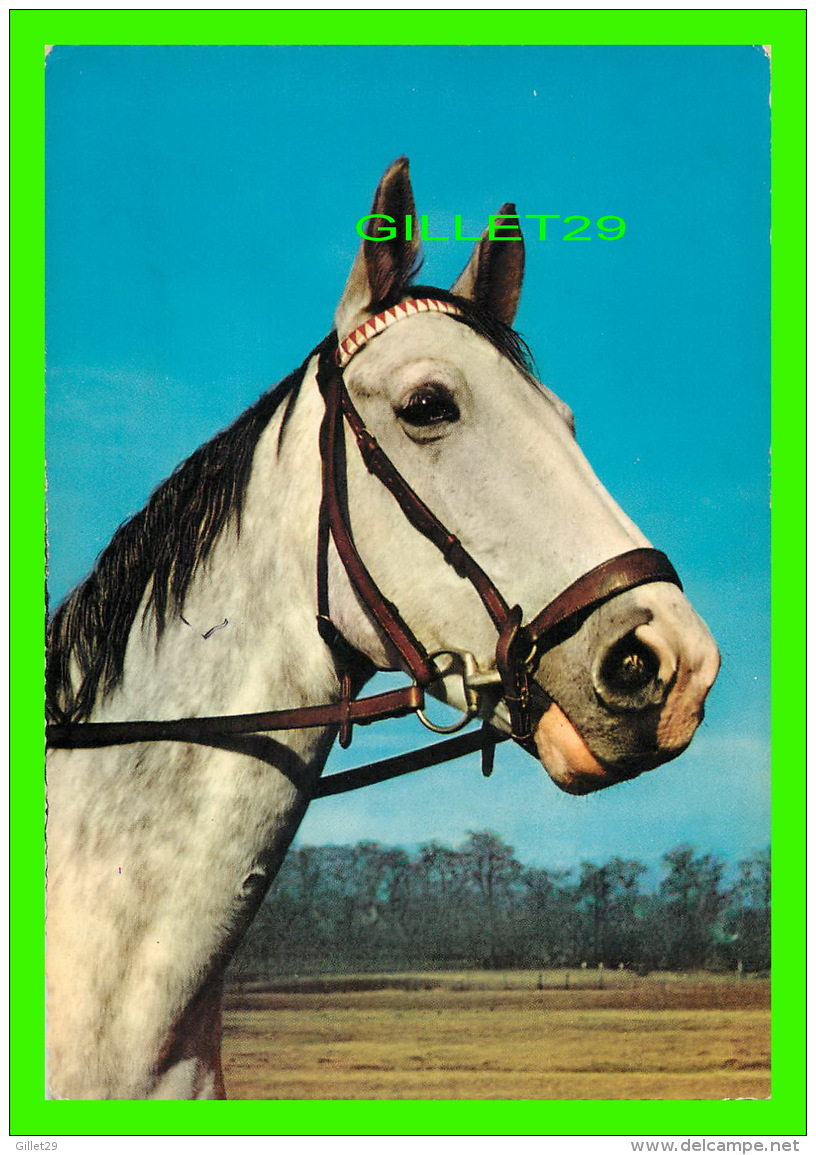 CHEVAUX - HORSES - KRUGER - - Chevaux