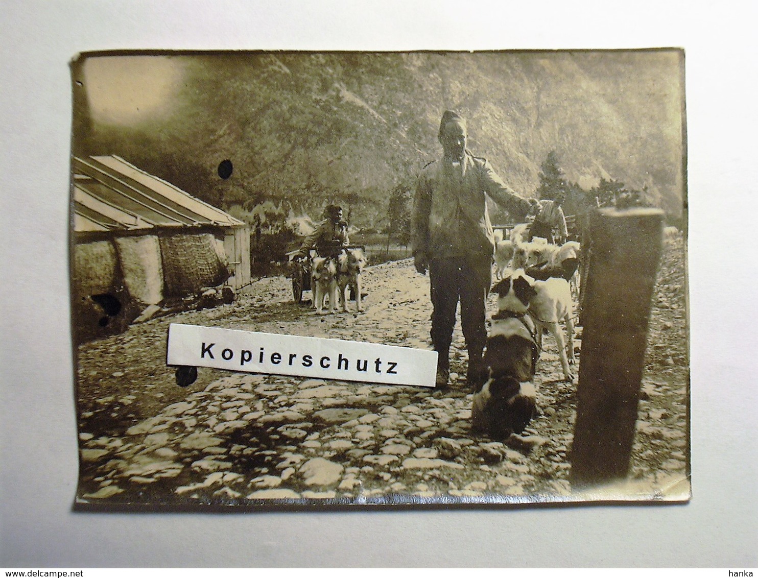 Photo Militär Italia (?), 1917, Attelage De Chiens, Dog Towing, Zughund, Hundekarren Hundegespann, Hondenkar, Dog Hund - Guerre, Militaire