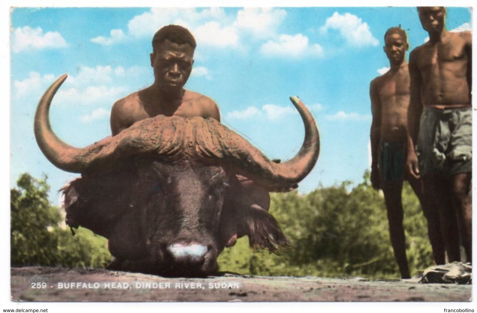 SUDAN - BUFFALO HEAD, DINDER RIVER - Sudán