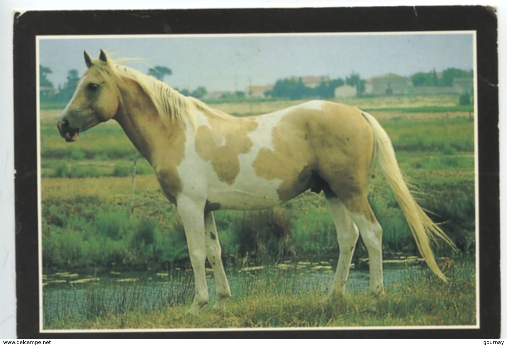 La Passion Du Cheval : Etalon Pinto Palomino (photo Serge Farisssier) Cp Vierge - Chevaux