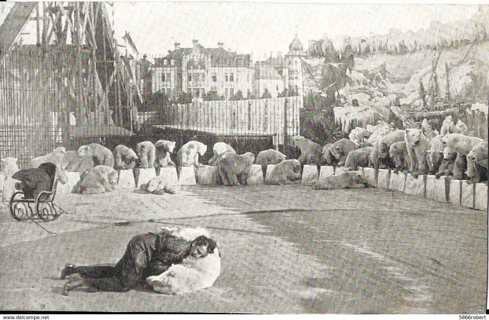 CARTE POSTALE ORIGINALE ANCIENNE : SPECTACULAIRE UN NUMERO DE CIRQUE AVEC DES OURS BLANCS POLAIRE DRESSES ETONNANT - Zirkus