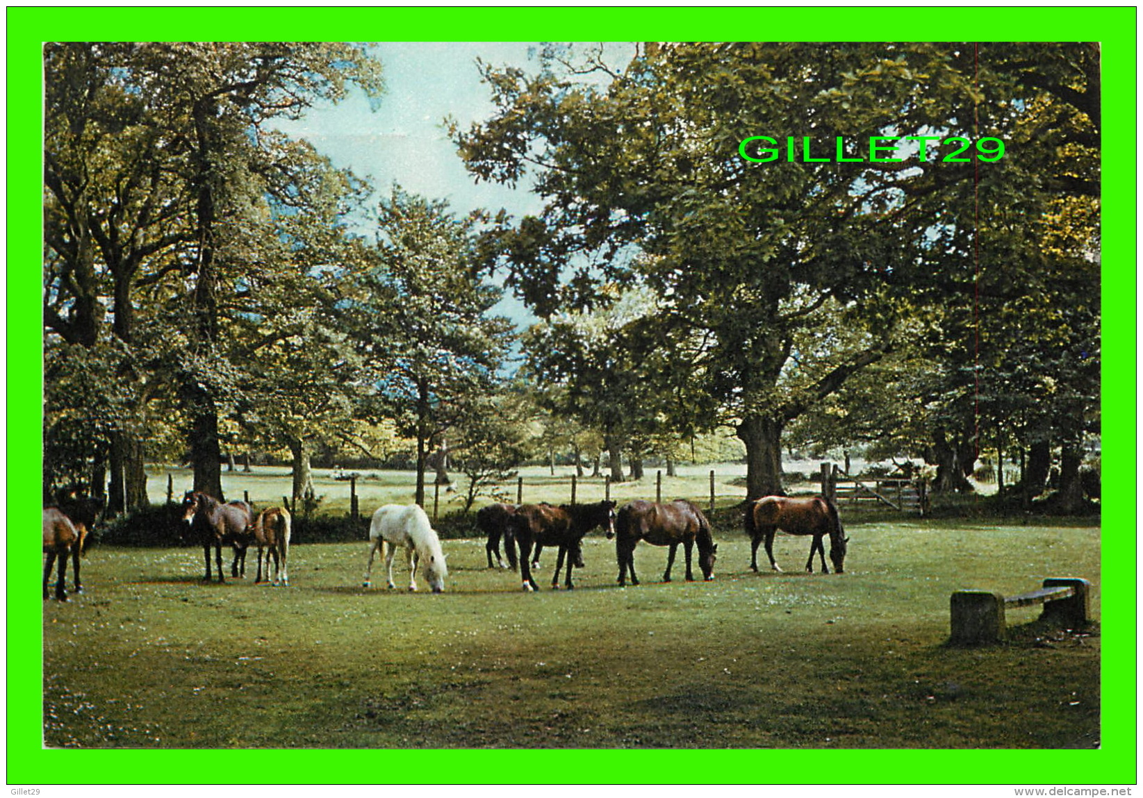 CHEVAUX - HORSES - NEW FOREST, HAMPSHIRE - J. ARTHUR DIXON No 796 - TRAVEL IN 1968 - - Cavalli