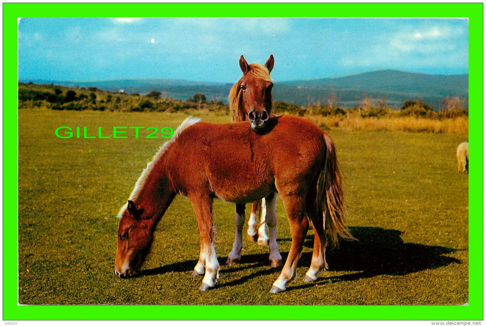 CHEVAUX - HORSES - DARTMOOR PONIES -  PHOTO PRECISION LIMITED - - Chevaux