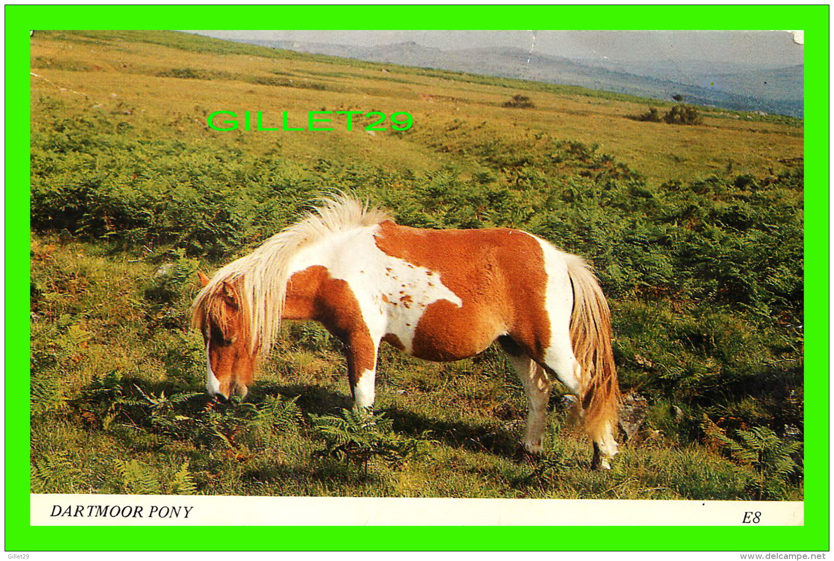 CHEVAUX - HORSES - DARTMOOR PONY -  EUROPA CARDS - ASHTON REED - - Chevaux