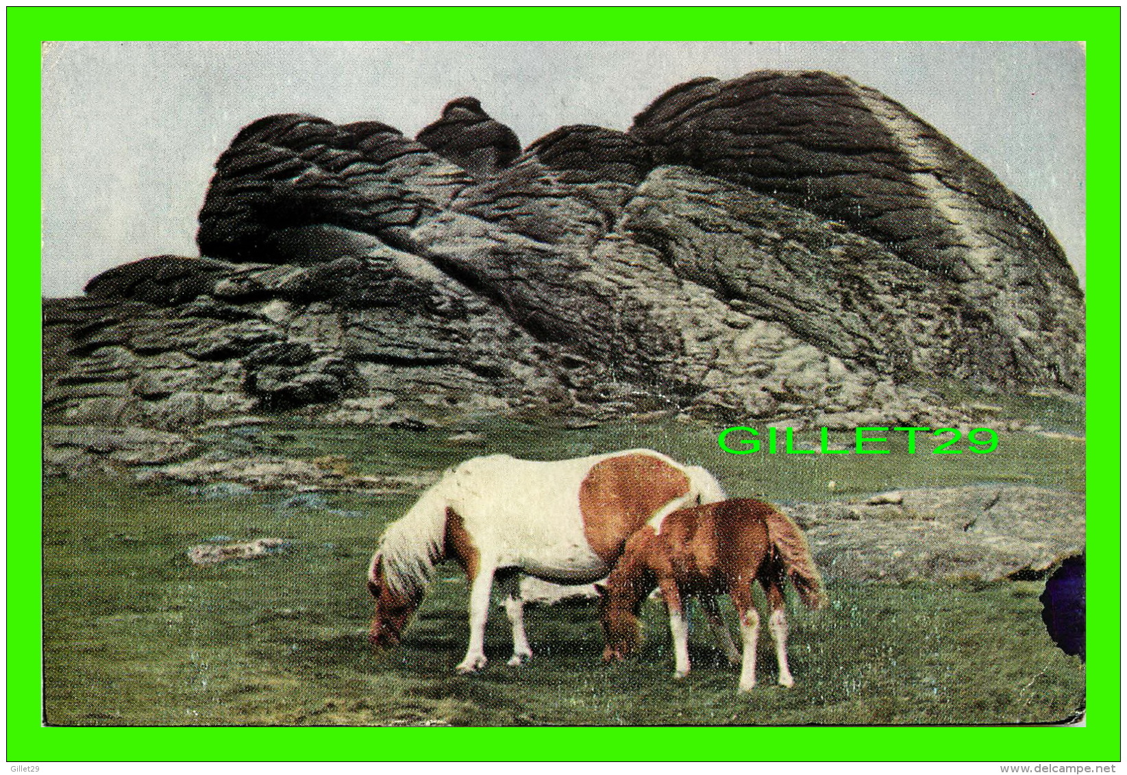CHEVAUX - HORSES - PUB. BY JEROME DESSAIN - TYRAVEL IN 1962 - HAYTOR - - Chevaux
