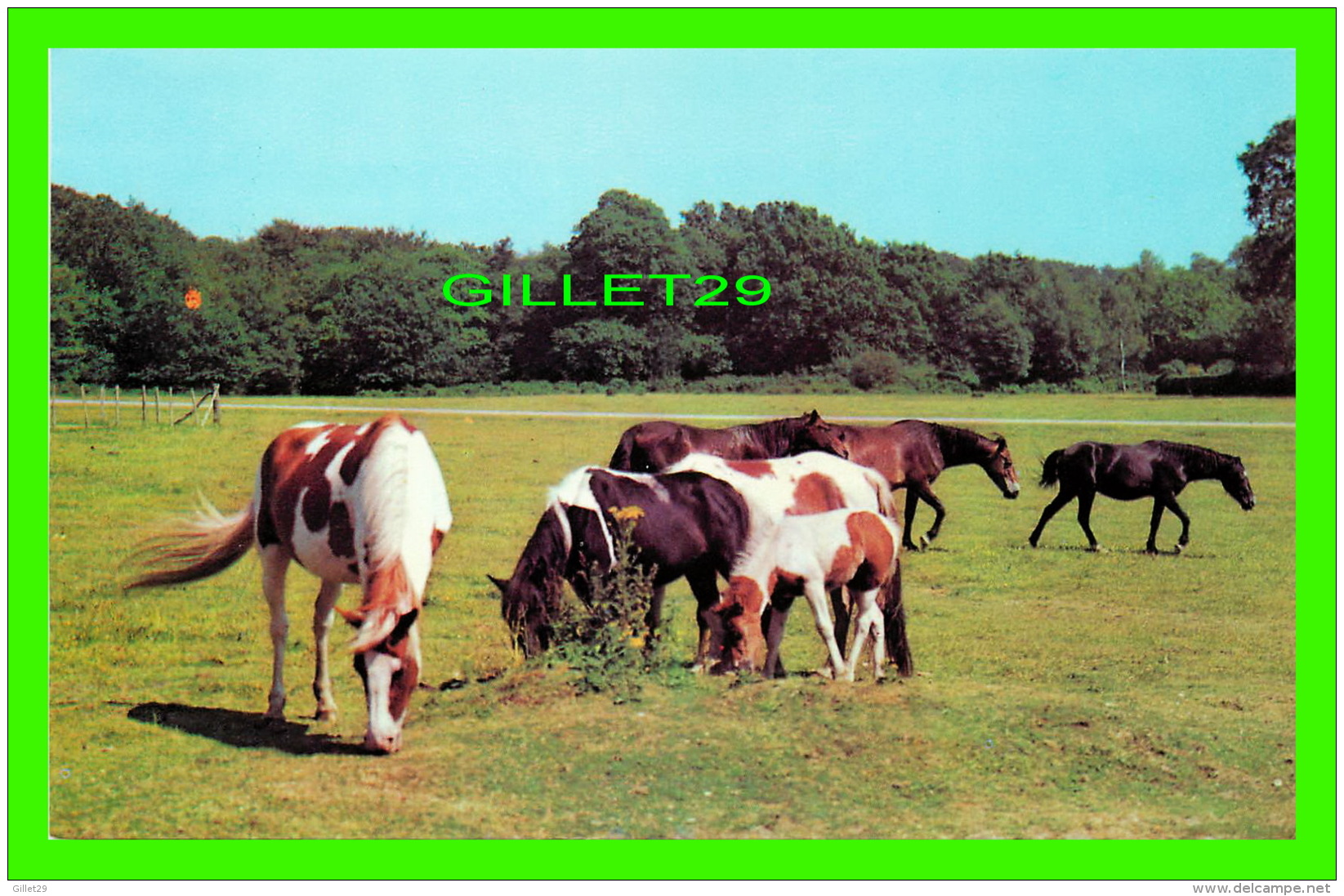 CHEVAUX - HORSES -  NEW FOREST PONIES  - HANTS -  A DIXON-LOTUS PRODUCTION - - Chevaux