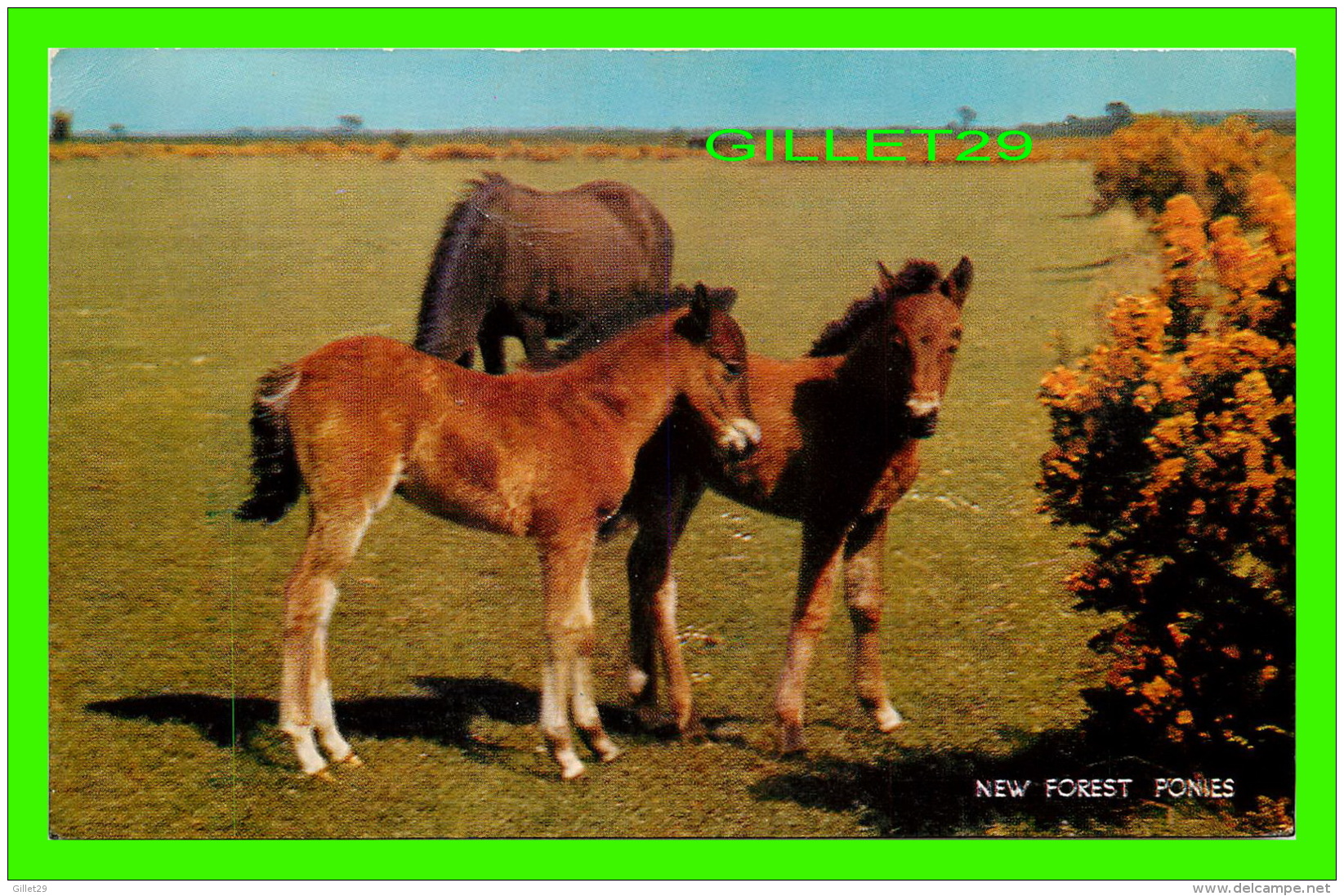 CHEVAUX - HORSES - NEW FOREST PONIES -  TRAVEL IN 1964 - SALMON SERIES - - Chevaux