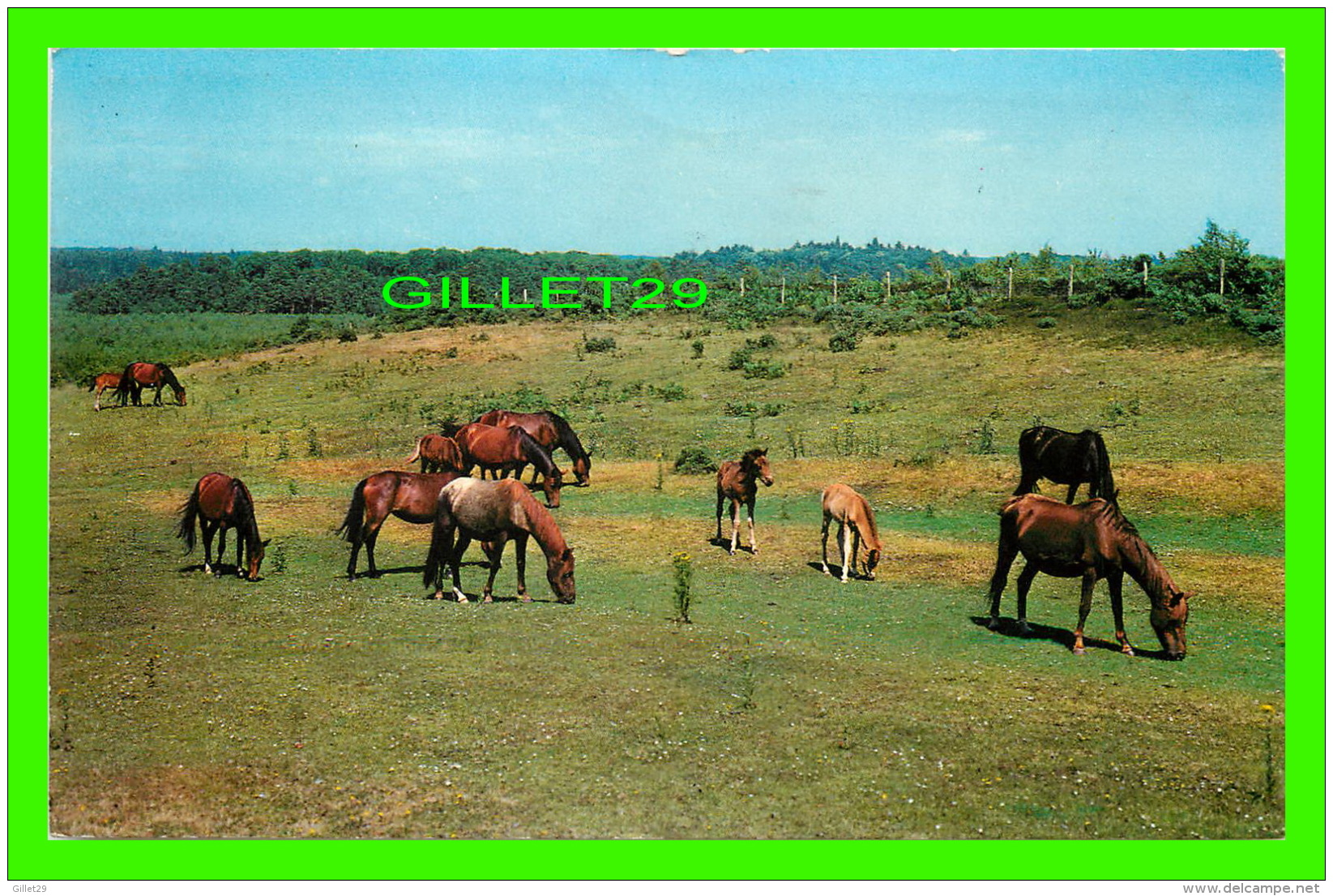 CHEVAUX - HORSES - NEW FOREST PONIES -  TRAVEL IN 1984 - PHOTO PRECISION LIMITED - - Chevaux